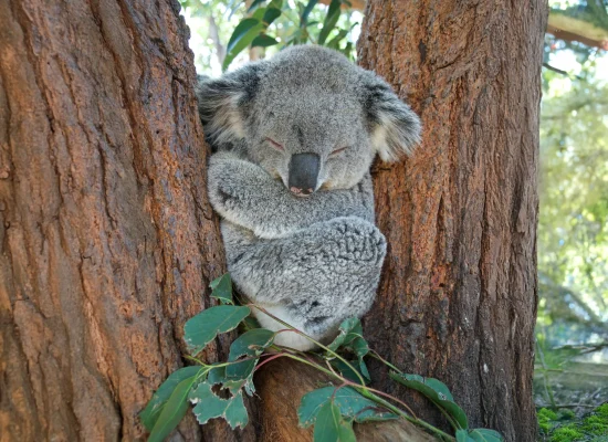 AUSTRALIA3
