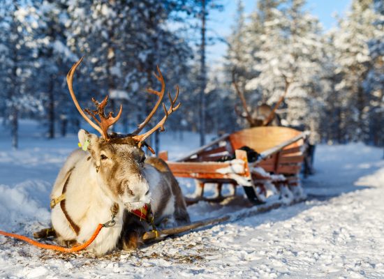 Reindeer in a winter forest in Finnish Lapland