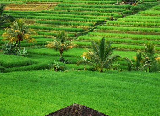 INDONESIA4