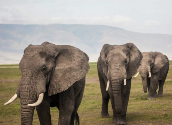 Tanzania 2